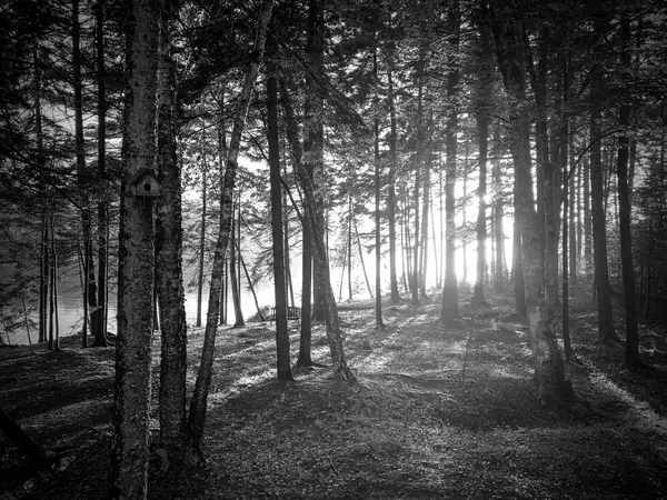 Evening Light